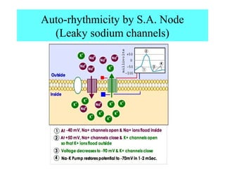 Auto-rhythmicity by S.A. Node
(Leaky sodium channels)
 