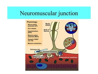 Neuromuscular junction
 