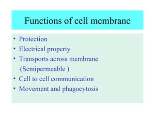 Functions of cell membrane
• Protection
• Electrical property
• Transports across membrane
(Semipermeable )
• Cell to cell communication
• Movement and phagocytosis
 
