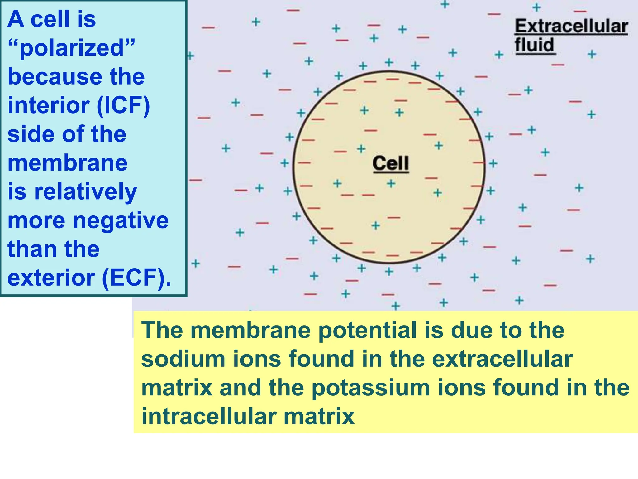 Membrane and Resting Membrane potential .ppt