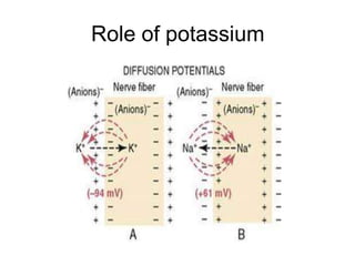 Role of potassium
 