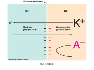 Plasma membrane
ECF ICF
Concentration
gradient for K+
Electrical
gradient for K+
EK+ = –94mV
 