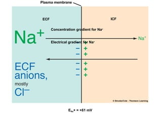Plasma membrane
ECF ICF
Concentration gradient for Na+
Electrical gradient for Na+
ENa+ = +61 mV
 