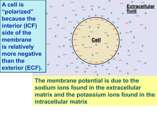 The membrane potential is due to the
sodium ions found in the extracellular
matrix and the potassium ions found in the
intracellular matrix
A cell is
“polarized”
because the
interior (ICF)
side of the
membrane
is relatively
more negative
than the
exterior (ECF).
 