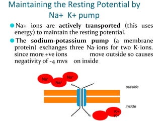 Maintaining the Resting Potential by
Na+ K+ pump
● Na+ ions are actively transported (this uses
energy) to maintain the resting potential.
● The sodium-potassium pump (a membrane
protein) exchanges three Na+ ions for two K+ ions.
since more +ve ions move outside so causes
negativity of -4 mvs on inside
outside
Na+
Na+
inside
K+
K+
Na+
 