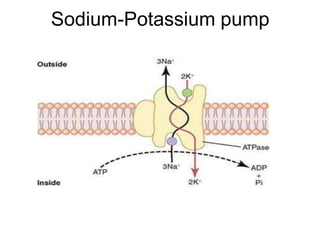 Sodium-Potassium pump
 