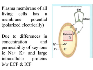 Plasma membrane of all
living cells has a
membrane potential
(polarized electrically)
Due to differences in
concentration and
permeability of key ions
ie Na+ K+ and large
intracellular proteins
b/w ECF & ICF
 