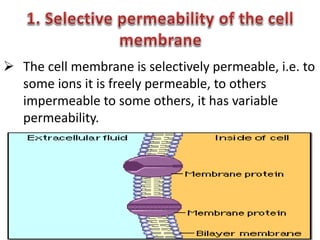 The cell membrane is selectively permeable, i.e. to
some ions it is freely permeable, to others
impermeable to some others, it has variable
permeability.
 