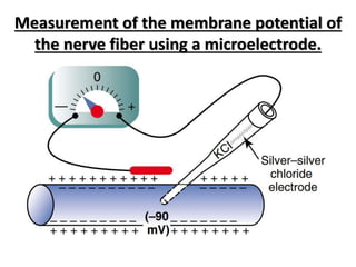 Measurement of the membrane potential of
the nerve fiber using a microelectrode.
 