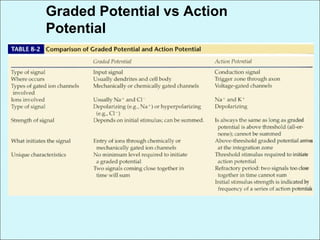 Graded Potential vs Action
Potential
 