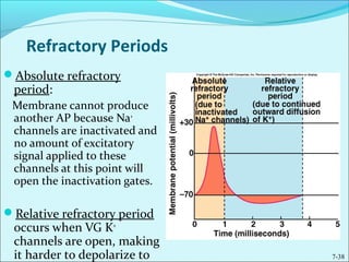 Refractory Periods
Absolute refractory
period:
Membrane cannot produce
another AP because Na+
channels are inactivated and
no amount of excitatory
signal applied to these
channels at this point will
open the inactivation gates.
Relative refractory period
occurs when VG K+
channels are open, making
it harder to depolarize to 7-38
 
