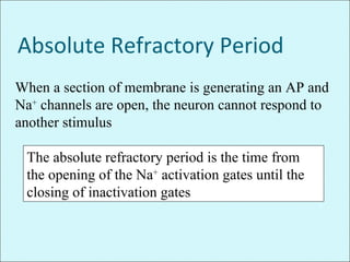 Absolute Refractory Period
The absolute refractory period is the time from
the opening of the Na+
activation gates until the
closing of inactivation gates
When a section of membrane is generating an AP and
Na+
channels are open, the neuron cannot respond to
another stimulus
 