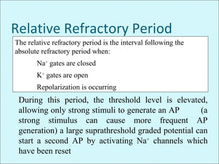 Relative Refractory Period
The relative refractory period is the interval following the
absolute refractory period when:
Na+
gates are closed
K+
gates are open
Repolarization is occurring
During this period, the threshold level is elevated,
allowing only strong stimuli to generate an AP (a
strong stimulus can cause more frequent AP
generation) a large suprathreshold graded potential can
start a second AP by activating Na+
channels which
have been reset
 