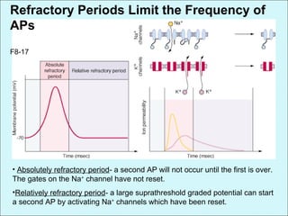 • Absolutely refractory period- a second AP will not occur until the first is over.
The gates on the Na+
channel have not reset.
•Relatively refractory period- a large suprathreshold graded potential can start
a second AP by activating Na+
channels which have been reset.
Refractory Periods Limit the Frequency of
APs
F8-17
 