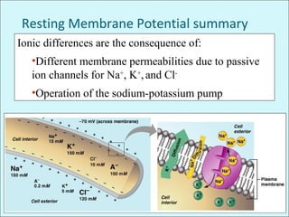 Resting Membrane Potential summary
Ionic differences are the consequence of:
•Different membrane permeabilities due to passive
ion channels for Na+
, K+
,and Cl-
•Operation of the sodium-potassium pump
 