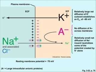 Plasma membrane
ECF ICF Relatively large net
diffusion of K+
outward establishes
an EK+ of –90 mV
No diffusion of A–
across membrane
Relatively small net
diffusion of Na+
inward neutralizes
some of the
potential created by
K+
alone
Resting membrane potential = –
70 mV
(A–
= Large intracellular anionic proteins)
Fig. 3-22, p. 78
 