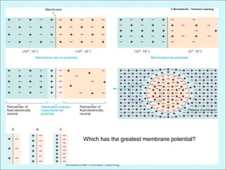Chapter 3 The Plasma Membrane and
Membrane Potential
Human Physiology by Lauralee Sherwood ©2007
Brooks/Cole-Thomson Learning
Which has the greatest membrane potential?
 