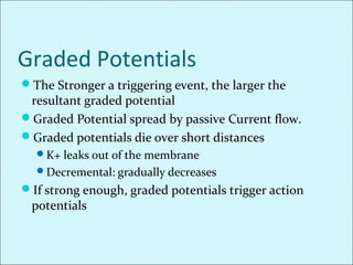 Graded Potentials
The Stronger a triggering event, the larger the
resultant graded potential
Graded Potential spread by passive Current flow.
Graded potentials die over short distances
K+ leaks out of the membrane
Decremental: gradually decreases
If strong enough, graded potentials trigger action
potentials
 