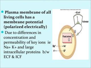 Plasma membrane of all
living cells has a
membrane potential
(polarized electrically)
Due to differences in
concentration and
permeability of key ions ie
Na+ K+ and large
intracellular proteins b/w
ECF & ICF
 