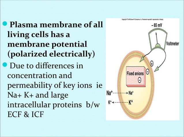 Membrane potential + action potential | PPT