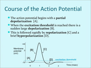 Course of the Action Potential
The action potential begins with a partial
depolarization [A].
When the excitation threshold is reached there is a
sudden large depolarization [B].
This is followed rapidly by repolarization [C] and a
brief hyperpolarization [D].
Membrane
potential
(mV)
[A]
[B] [C]
[D] excitation threshold
Time (msec)
-70
+40
0
0 1 2 3
 