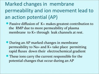 Marked changes in membrane
permeability and ion movement lead to
an action potential (AP)
Passive diffusion of K+ makes greatest contribution to
the RMP due to more permeability of plasma
membrane to K+ through leak channels at rest.
During an AP marked changes in membrane
permeability to Na+ and K+ take place permitting
rapid fluxes down their electrochemical gradient
These ions carry the current responsible for the
potential changes that occur during an AP
 