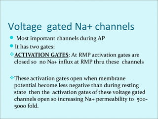 Voltage gated Na+ channels
 Most important channels during AP
It has two gates:
ACTIVATION GATES: At RMP activation gates are
closed so no Na+ influx at RMP thru these channels
These activation gates open when membrane
potential become less negative than during resting
state then the activation gates of these voltage gated
channels open so increasing Na+ permeability to 500-
5000 fold.
 