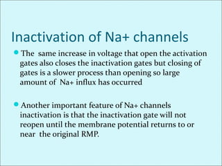 Inactivation of Na+ channels
The same increase in voltage that open the activation
gates also closes the inactivation gates but closing of
gates is a slower process than opening so large
amount of Na+ influx has occurred
Another important feature of Na+ channels
inactivation is that the inactivation gate will not
reopen until the membrane potential returns to or
near the original RMP.
 