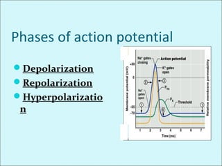 Phases of action potential
Depolarization
Repolarization
Hyperpolarizatio
n
 