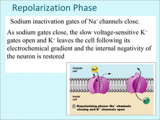 Repolarization Phase
Sodium inactivation gates of Na+
channels close.
As sodium gates close, the slow voltage-sensitive K+
gates open and K+
leaves the cell following its
electrochemical gradient and the internal negativity of
the neuron is restored
 