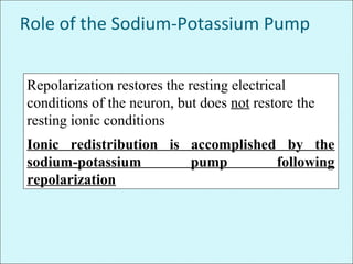 Role of the Sodium-Potassium Pump
Repolarization restores the resting electrical
conditions of the neuron, but does not restore the
resting ionic conditions
Ionic redistribution is accomplished by the
sodium-potassium pump following
repolarization
 