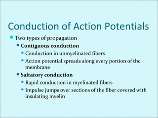 Conduction of Action Potentials
Two types of propagation
Contiguous conduction
 Conduction in unmyelinated fibers
 Action potential spreads along every portion of the
membrane
Saltatory conduction
 Rapid conduction in myelinated fibers
 Impulse jumps over sections of the fiber covered with
insulating myelin
 