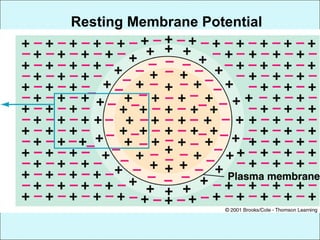 Resting Membrane Potential
 