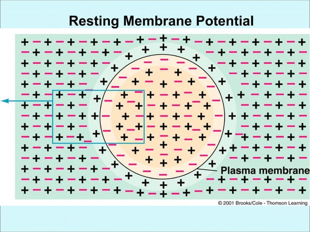 Membrane potential + action potential | PPT