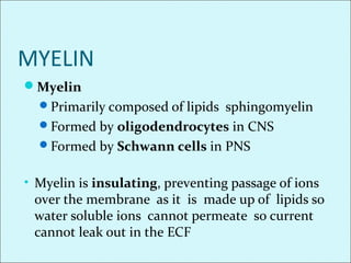 MYELIN
Myelin
Primarily composed of lipids sphingomyelin
Formed by oligodendrocytes in CNS
Formed by Schwann cells in PNS
• Myelin is insulating, preventing passage of ions
over the membrane as it is made up of lipids so
water soluble ions cannot permeate so current
cannot leak out in the ECF
 