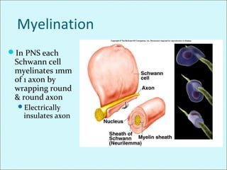 Myelination
In PNS each
Schwann cell
myelinates 1mm
of 1 axon by
wrapping round
& round axon
Electrically
insulates axon
 