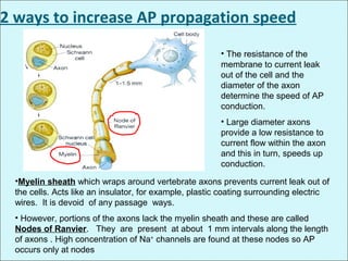 • The resistance of the
membrane to current leak
out of the cell and the
diameter of the axon
determine the speed of AP
conduction.
• Large diameter axons
provide a low resistance to
current flow within the axon
and this in turn, speeds up
conduction.
•Myelin sheath which wraps around vertebrate axons prevents current leak out of
the cells. Acts like an insulator, for example, plastic coating surrounding electric
wires. It is devoid of any passage ways.
• However, portions of the axons lack the myelin sheath and these are called
Nodes of Ranvier. They are present at about 1 mm intervals along the length
of axons . High concentration of Na+
channels are found at these nodes so AP
occurs only at nodes
2 ways to increase AP propagation speed
 