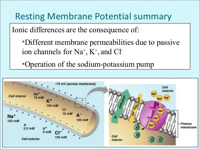 resting potential