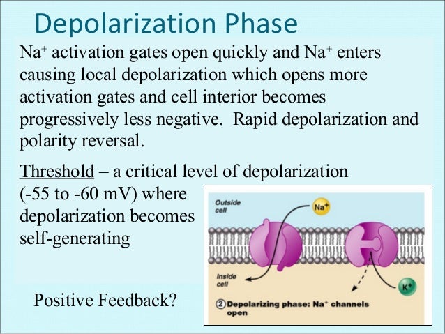 Membrane potential + action potential