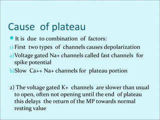 Cause of plateau
It is due to combination of factors:
1) First two types of channels causes depolarization
a)Voltage gated Na+ channels called fast channels for
spike potential
b)Slow Ca++ Na+ channels for plateau portion
2) The voltage gated K+ channels are slower than usual
to open, often not opening until the end of plateau
this delays the return of the MP towards normal
resting value
 