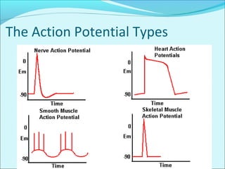 The Action Potential Types
 