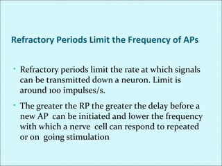 • Refractory periods limit the rate at which signals
can be transmitted down a neuron. Limit is
around 100 impulses/s.
• The greater the RP the greater the delay before a
new AP can be initiated and lower the frequency
with which a nerve cell can respond to repeated
or on going stimulation
Refractory Periods Limit the Frequency of APs
 