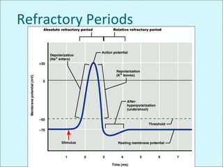 Refractory Periods
 