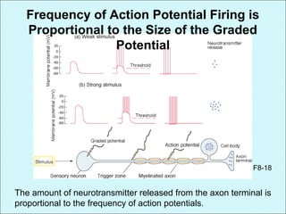 Frequency of Action Potential Firing is
Proportional to the Size of the Graded
Potential
The amount of neurotransmitter released from the axon terminal is
proportional to the frequency of action potentials.
F8-18
 