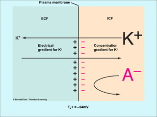 Plasma membrane
ECF ICF
Concentration
gradient for K+
Electrical
gradient for K+
EK+ = –94mV
 