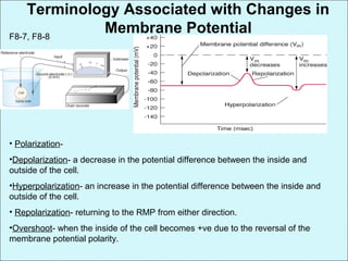 Terminology Associated with Changes in
Membrane PotentialF8-7, F8-8
• Polarization-
•Depolarization- a decrease in the potential difference between the inside and
outside of the cell.
•Hyperpolarization- an increase in the potential difference between the inside and
outside of the cell.
• Repolarization- returning to the RMP from either direction.
•Overshoot- when the inside of the cell becomes +ve due to the reversal of the
membrane potential polarity.
 