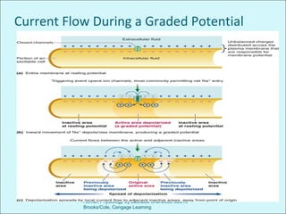 Current Flow During a Graded Potential
Chapter 4 Principles of Neural and Hormonal
Communication
Human Physiology by Lauralee Sherwood ©2010
Brooks/Cole, Cengage Learning
 