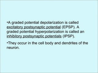 •A graded potential depolarization is called
excitatory postsynaptic potential (EPSP). A
graded potential hyperpolarization is called an
inhibitory postsynaptic potentials (IPSP).
•They occur in the cell body and dendrites of the
neuron.
 