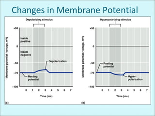 Changes in Membrane Potential
 