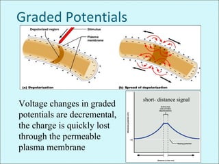 Graded Potentials
Voltage changes in graded
potentials are decremental,
the charge is quickly lost
through the permeable
plasma membrane
short- distance signal
 